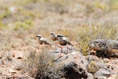 Regenpfeifer (2 von 3).jpg